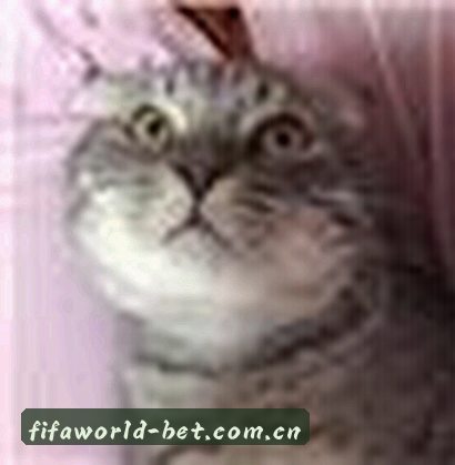 赵敏